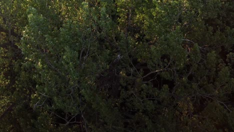 aerial close-up shot revealing juvenile bald eagle's in their tree nest