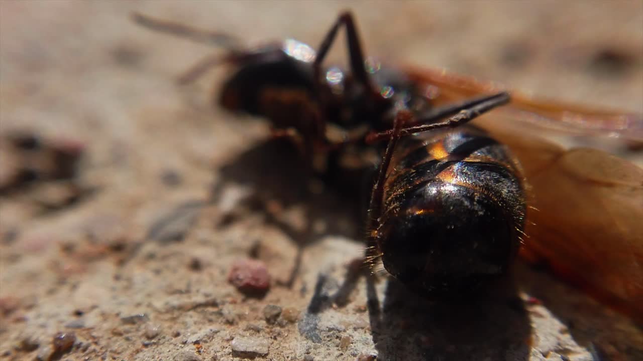 A black hornet is seen injured and struggling to move. (slow motion)