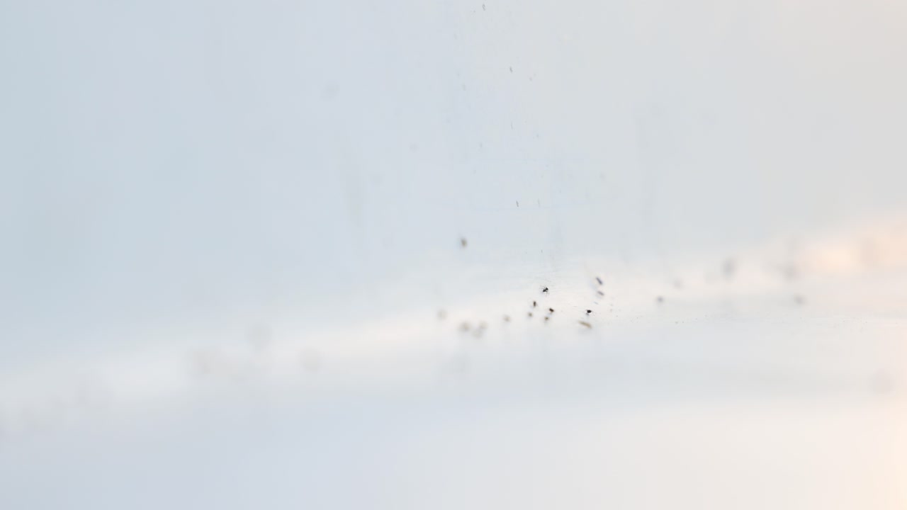 Ants running up and down, blurred white background