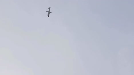 Seagull-Accompany-the-Ship-on-a-Cloudy-Day