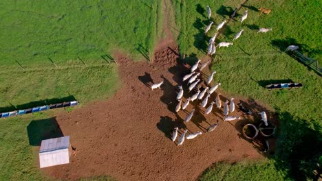 brazilian agricultural policy for climate adaptation and low carbon emission