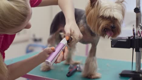 woman trimming fur on dogs paws