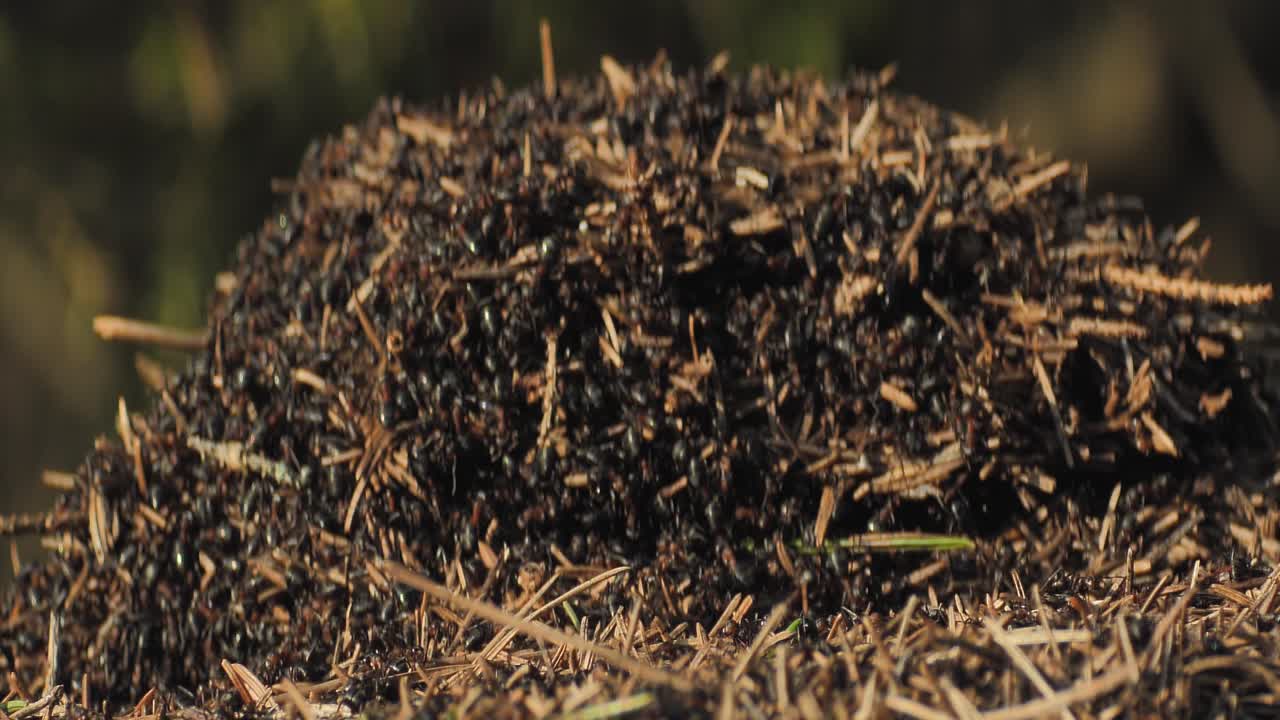 개미 들 의 집단 은 개미  ⁇  을 형성 한다
