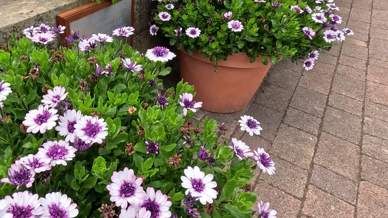 Vista panorâmica de vasos de flores vibrantes com flores amarelas, vermelhas e roxas dispostos em um caminho de tijolos em um jardim botânico ao ar livre sob luz natural do dia.