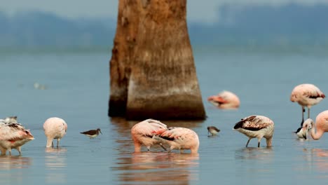 group of flamingos in mar chiquita lake