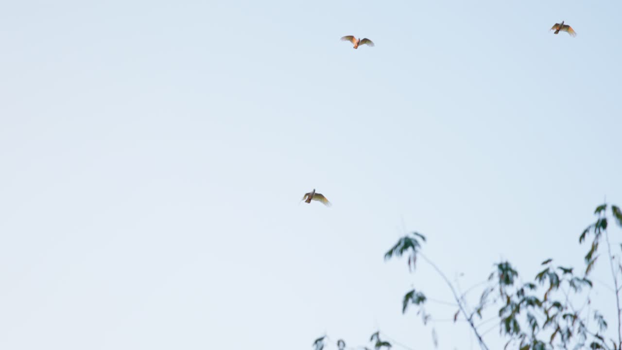 Three sulphur-crested cockatoos fly together above a tree in slow motion, their bright feathers illuminated by the afternoon sun.