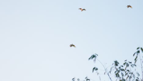 three sulphur-crested cockatoos fly together above a tree in slow motion, their bright feathers illuminated by the afternoon sun.