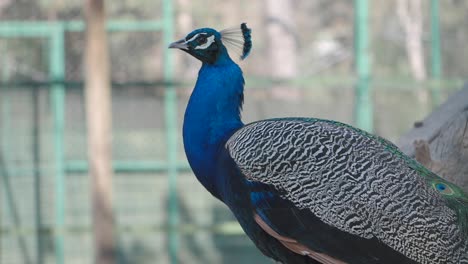 close-up of a peacock