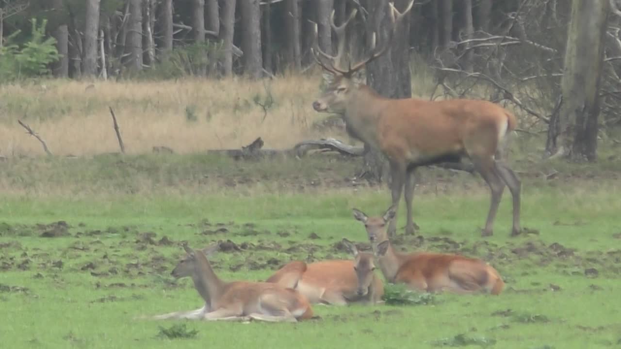 ciervo rojo adulto viendo cervatillos tumbados y descansando en el campo con hierba verde al pie