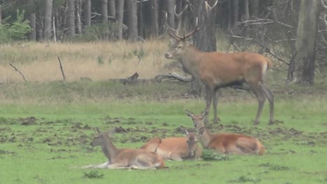 adult red deer watching fawns lying and resting on field with green grass the walk away