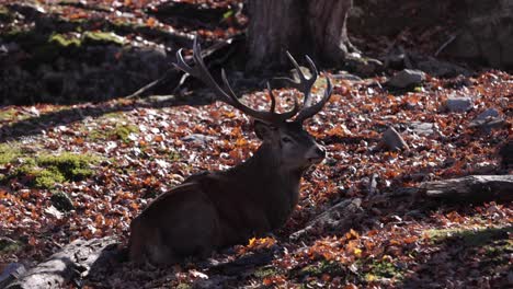 alce toro guapo tendido en un bosque soleado te mira despacio y mastica