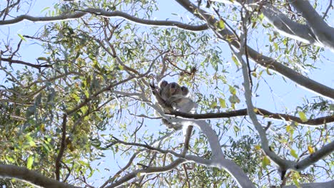 a wild koala bear yawns and stretches after sleeping amongst the branches of an australian eucalyptus tree