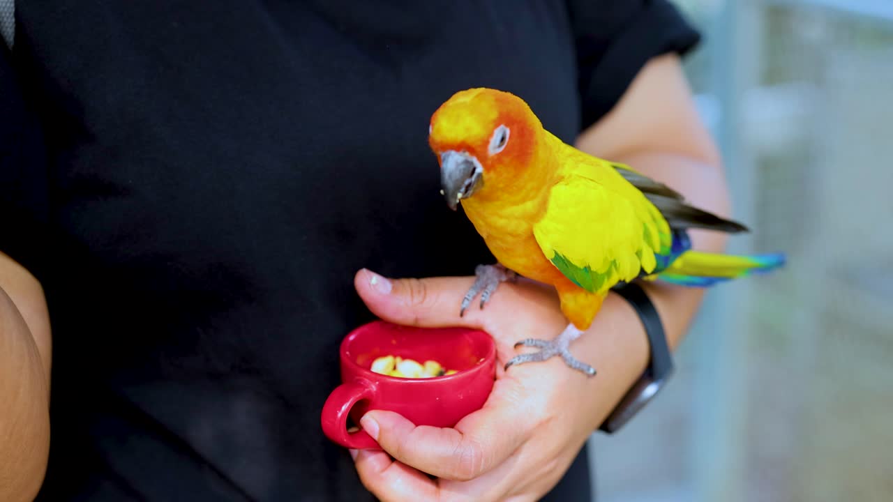 loro comiendo de la mano de una persona