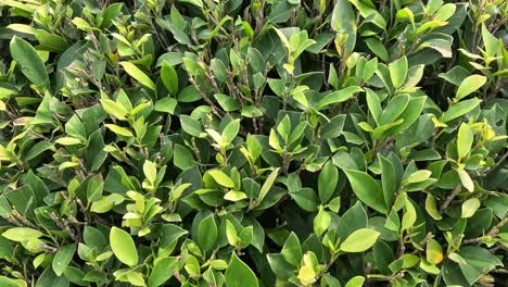 varios ángulos de densas hojas verdes.