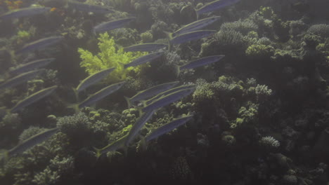 Group-school-of-Barracuda-fish-moving-together-in-a-hight-number-and-speed-going-to-the-corals-of-the-red-sea-of-Egypt