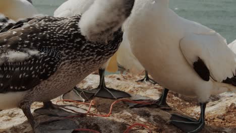 Gannet-Vogel-An-Der-Küste-Der-Sandigen-Insel-An-Einem-Sonnigen-Tag,-Ultra-Nahaufnahme