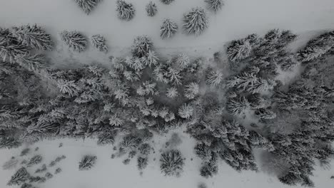 Cinematic-4K-Drone-footage's-over-the-trees