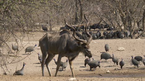 Un-Toro-Kudu-Solitario-Mira-Directamente-A-La-Cámara-Antes-De-Volver-A-Pastar