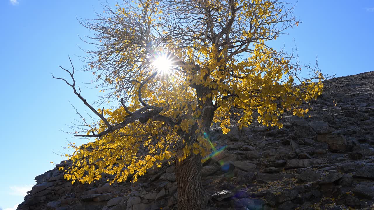 The sun bursts through the golden autumn leaves of a solitary tree on a barren, rocky mountainside in Mongolia. A scene of vibrant life and resilience in a harsh landscape