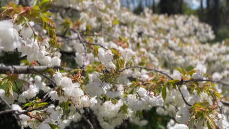 Primer-Plano-De-La-Flor-De-Cerezo-Del-Arbusto-Chino-Blanco-En-Un-Día-Ventoso