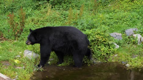 El-Oso-Negro-Camina-Lentamente-Por-La-Orilla-Del-Río-En-Alaska.