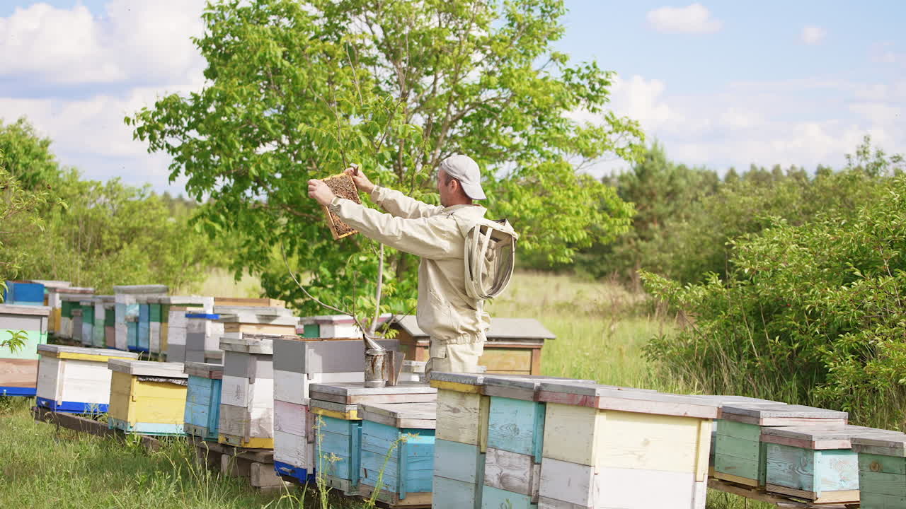 Male adult beekeeper looks attentively at the frame in his hands. Rural apiary in the nature background.