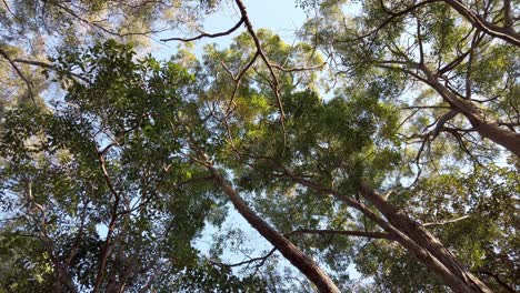 mirando las hojas de un bosque caducifolio en un día soleado en paddington, nsw, australia