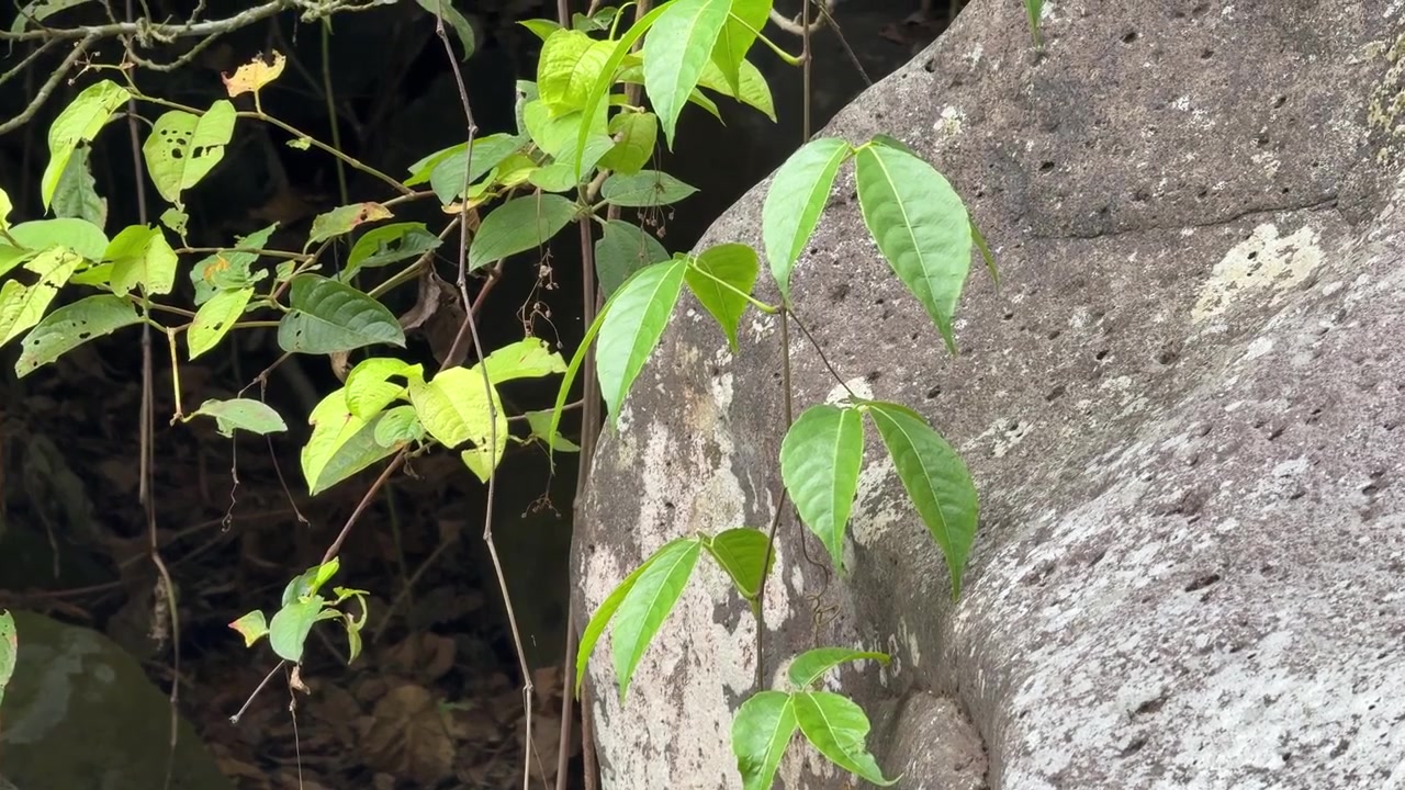 Vite verde che cresce su una grande roccia nella foresta