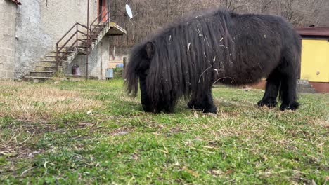 pequeño pony negro con discapacidad de piernas cortas comiendo hierba al aire libre
