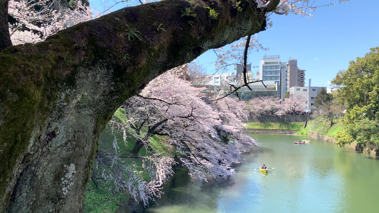 una panorámica junto al foso del palacio imperial en el parque chidorigafuchi con botes de remos navegando alrededor de los cerezos en flor