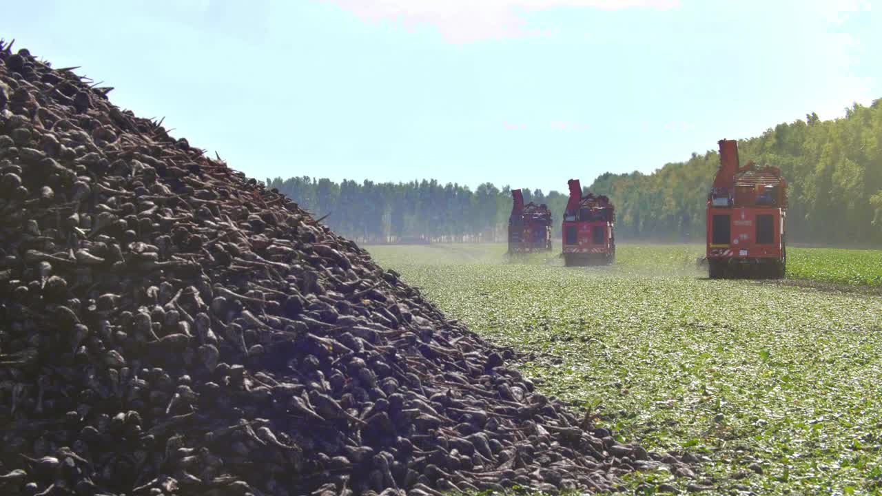 Sugar Beet Harvest in Progress