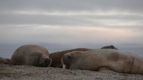 cerca de las morsas durmiendo en la playa con una puesta de sol en el fondo