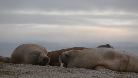 close up of walruses sleeping on the beach with a sunset in the background