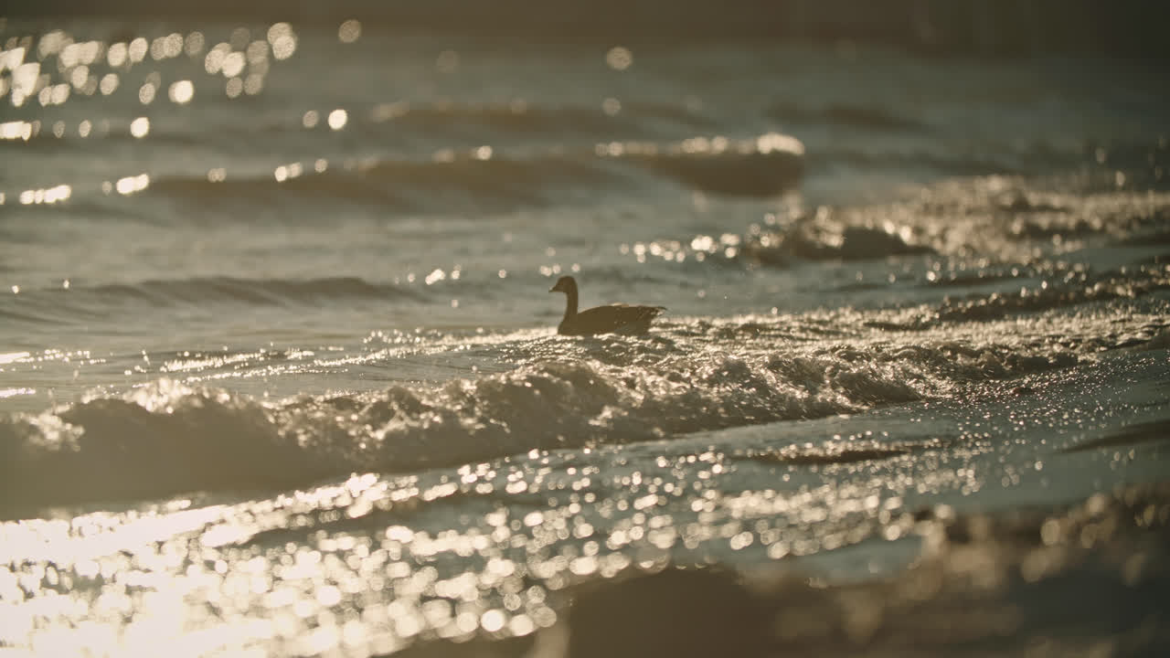 일몰 동안 폭풍우 치는 해변 파도 속으로 헤엄치는 야생 캐나다 기러기 실루엣