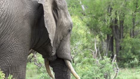 close up of an african elephant standing in the wild, kruger, south africa loxodonta africana