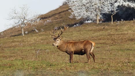 Männliche-Erwachsene-Hirsche-Posieren-Und-Grasen-Dann-Auf-Grünem-Gras-Auf-Einem-Naturschutzgebiet-Mit-Gefrorenen-Bäumen-Im-Hintergrund,-Naturschutzkonzept