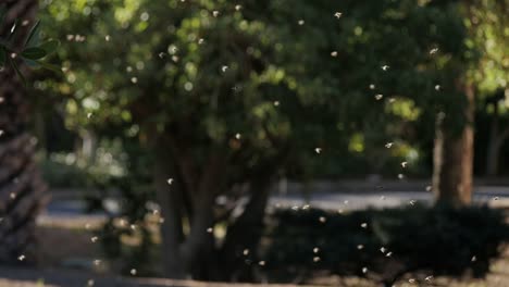 abejas africanas pululan mientras trasladan a la reina a una nueva colmena, cámara lenta