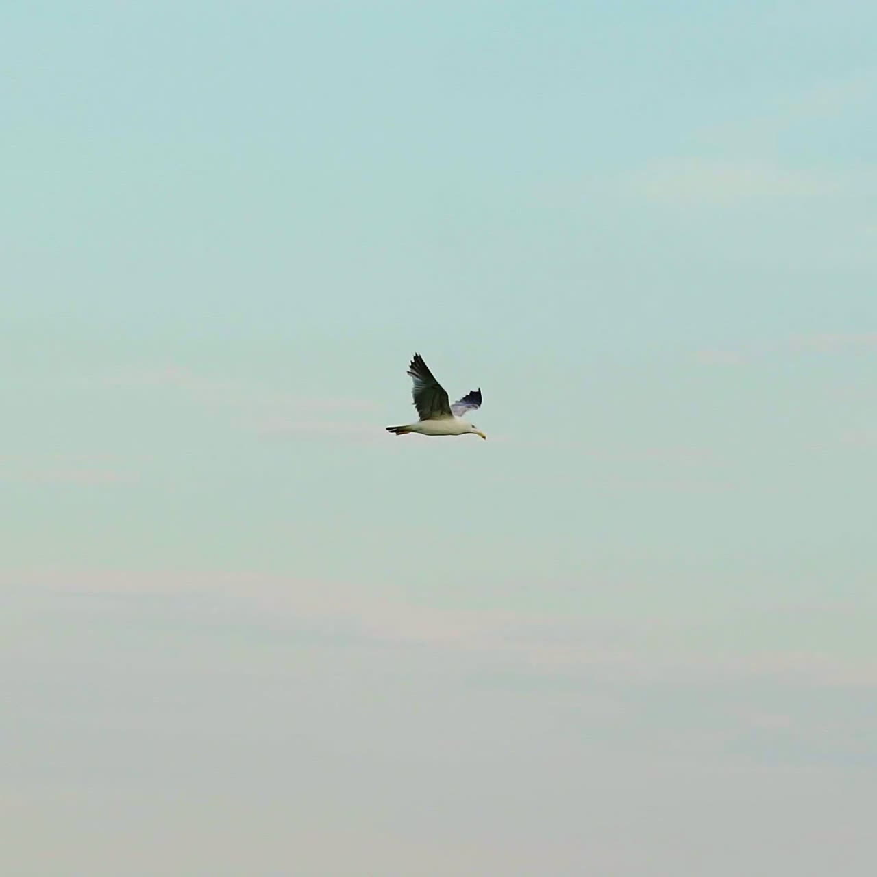 Seagull in flight above sea surface. Slow motion