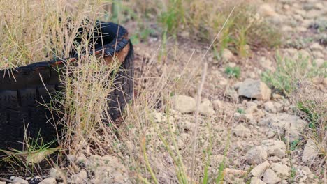 trash along the side of a road including an old car tire with grass and plants growing in and around it