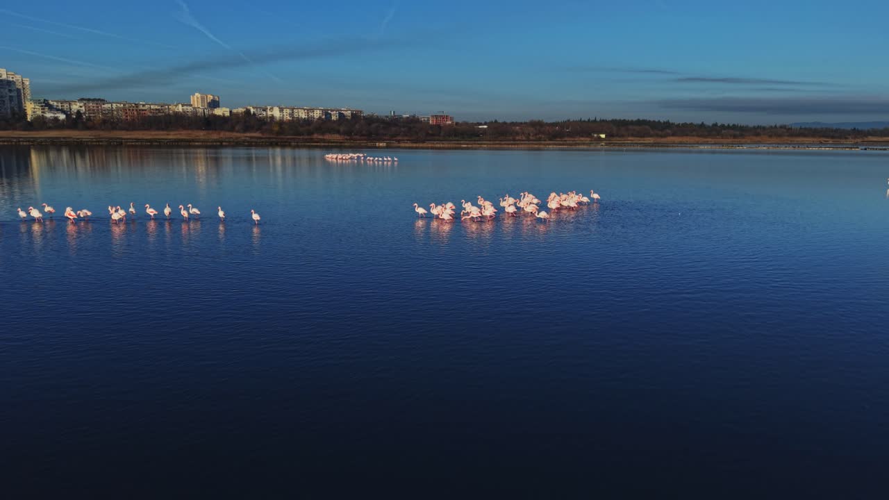Flamingos gather on water in a setting sun near a city landscape