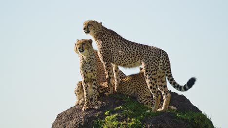 cheetah family in africa, african wildlife animals in masai mara, kenya, mother and cheetah cubs on top of a termite mound lookout on safari in maasai mara, amazing beautiful animal