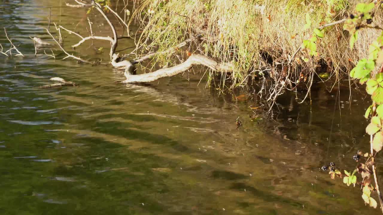 Colonia di Gerridi che galleggia sulla superficie dell'acqua del lago in una luminosa giornata di sole.