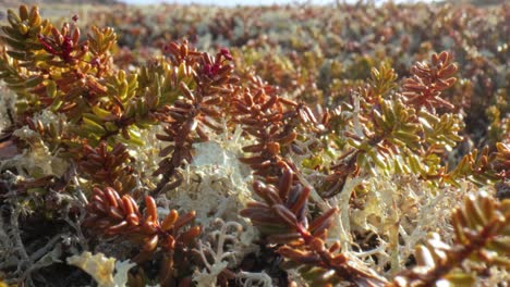 arctic tundra lichen moss close-up. found primarily in areas of arctic tundra, alpine tundra, it is extremely cold-hardy. cladonia rangiferina, also known as reindeer cup lichen.