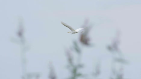 gran garceta blanca cazando peces en el lago y volando a cámara lenta