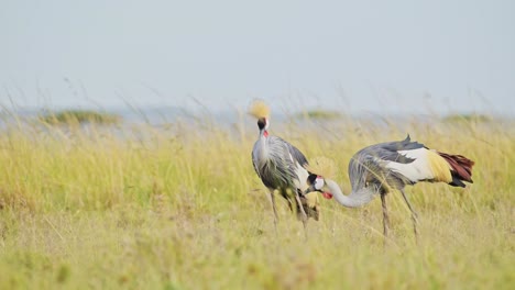 Two-Grey-Crowned-Cranes-grazing-in-tall-grasslands-close,-feeding-on-the-grasses-in-bright-sunlight,-windy-conditions-in-the-Masai-Mara-North-Conservancy