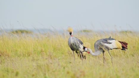 dos grullas de corona gris pastando en altas praderas cercanas, alimentándose de las hierbas en la luz del sol brillante, condiciones de viento en la reserva norte de masai mara