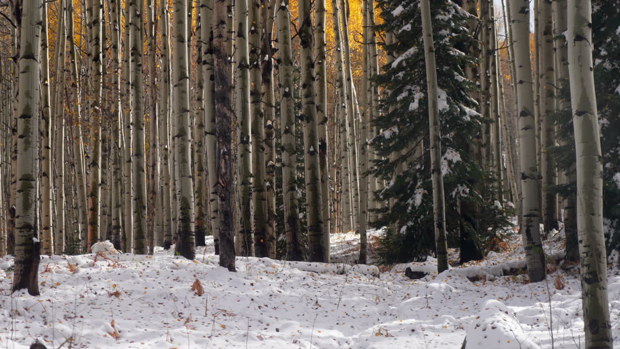 황금 잎이 떨어지는 케블러 패스, 콜로라도 영화, 추운 아침, 가을, 겨울, 첫 번째  눈, 빨간색, 노란색, 오렌지색, 아스펜 나무, 숲, 바위 산, 놀라운 여전히.
