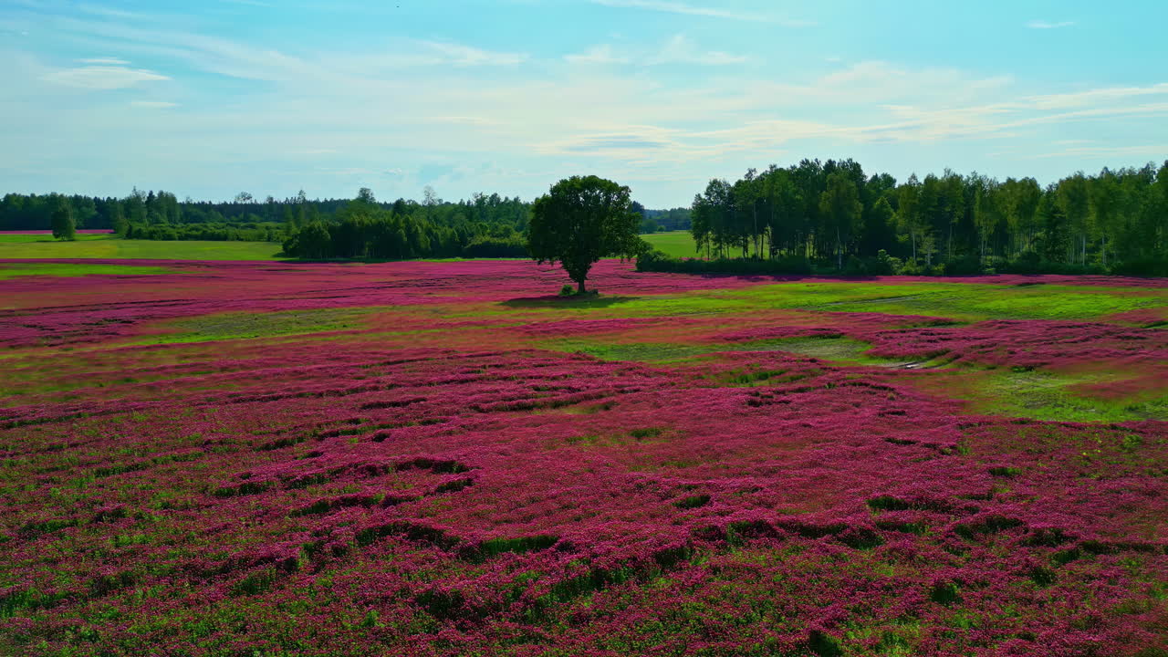 Aerial drone panning shot of colorful pink tulips growing along farmland on a sunny day
