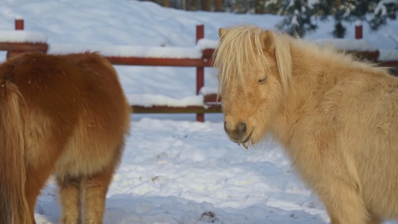 caballos islandeses en una granja nevada en un bosque de noruega