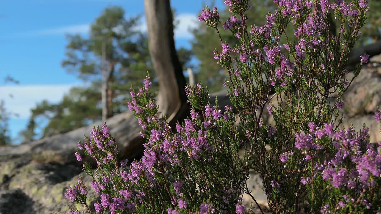 Violet lyng vokser i en vild, klippefyldt skov, stigende kranoptagelse